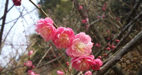 梅花寓意|梅花有哪些花语与象征寓意？传承千年的悠远与坚韧